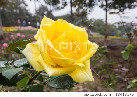 圖庫照片: beautiful yellow rose in garden