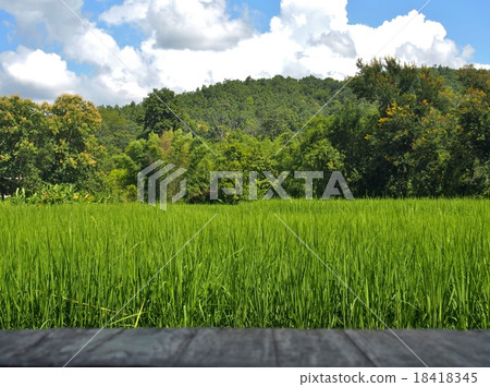 rice field in Thailand. rice field in Thailand. 18418345