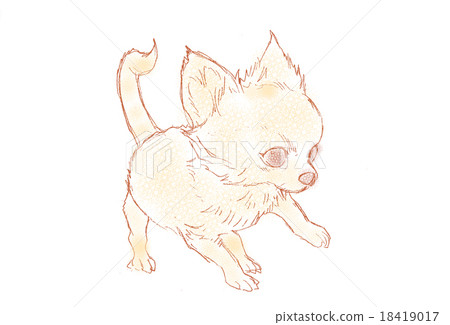 Chihuahua Chihuahua 18419017