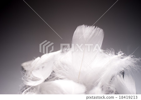 Feathers 18419213