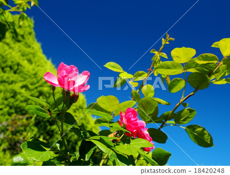 Rose of pink 18420248