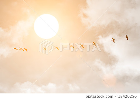 Silhouettes of Great White Pelicans at sunset 18420250