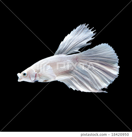 White siamese fighting fish 18420950