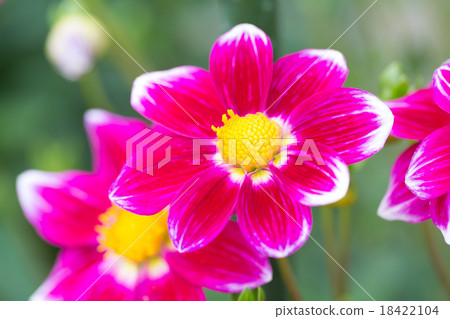 Dahlia variety (cosmos) 18422104
