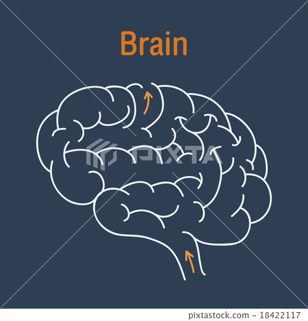 Brain vector 18422117