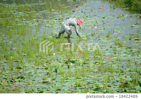 Asian farmer, lotus pond, Mekong Delta 18422489