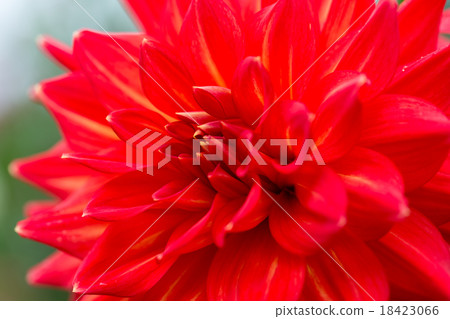 Dahlia variety (red coral) Dahlia variety (red coral) 18423066