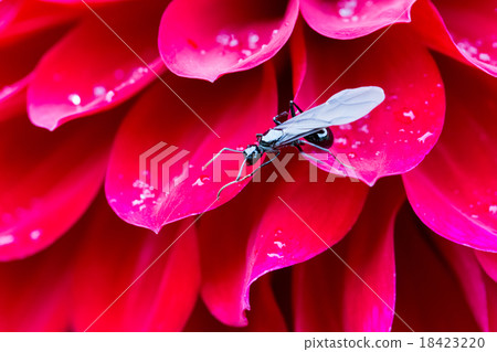 羚羊的女王 18423220