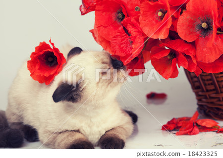 Cute kitten sniffing poppies 18423325