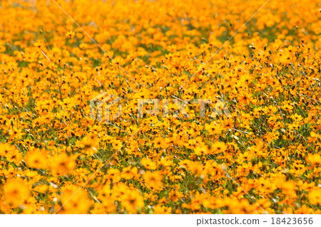 Kivanakosmos的一面（反向） 18423656