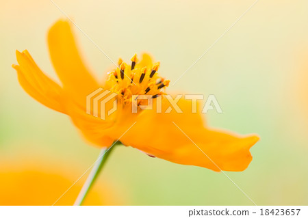  黃波斯菊 18423657