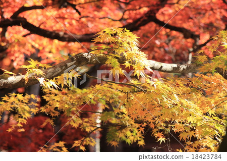 Autumn leaves of the cloud pool pond 18423784