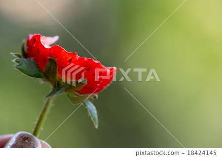 bitten off strawberry bitten off strawberry 18424145