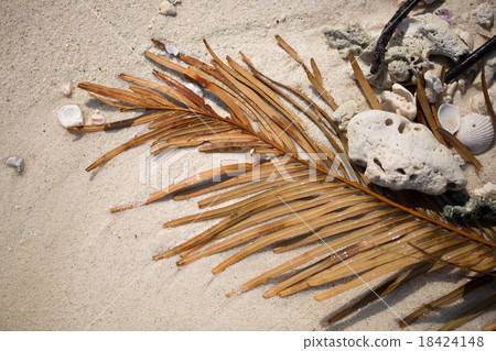 palm leaf and shells on the sand palm leaf and shells on the sand 18424148