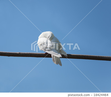 White dove sleeps on a branch White dove sleeps on a branch 18424464