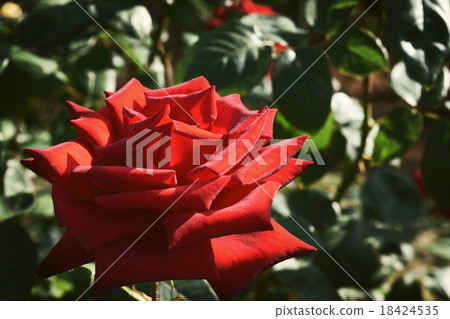 rose, roses, petal 18424535