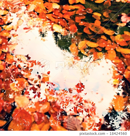 Fallen beech leves and stones in mountain river 18424560