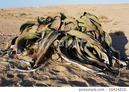 Welwitschia mirabilis, Amazing desert plant 18424810