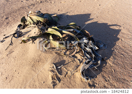 Welwitschia mirabilis, Amazing desert plant 18424812