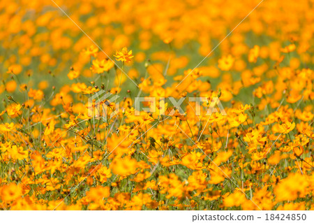 黃波斯菊 黃波斯菊 18424850