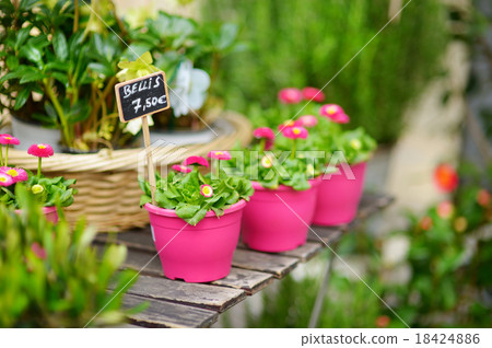 Beautiful flowers sold on outdoor flower shop Beautiful flowers sold on outdoor flower shop 18424886