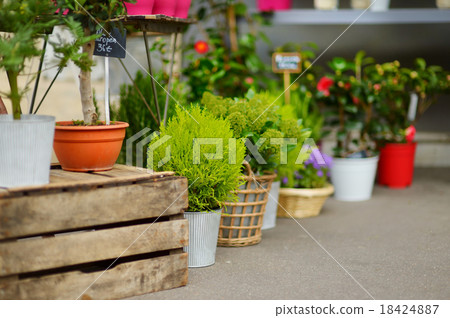 Beautiful flowers sold on outdoor flower shop 18424887