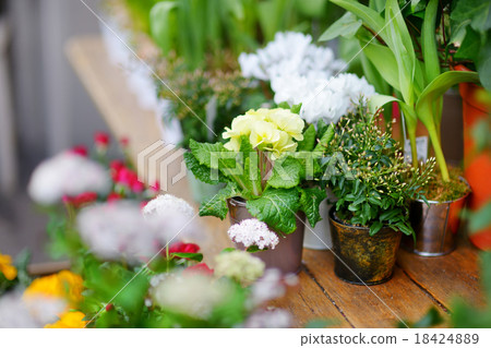 Beautiful flowers sold on outdoor flower shop Beautiful flowers sold on outdoor flower shop 18424889