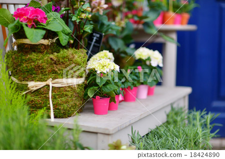 Beautiful flowers sold on outdoor flower shop Beautiful flowers sold on outdoor flower shop 18424890