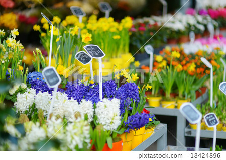 Beautiful flowers sold on outdoor flower shop 18424896