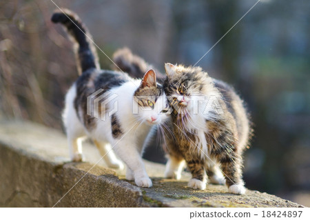 Two lovely cats on spring Two lovely cats on spring 18424897