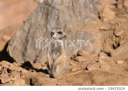 female of meerkat or suricate 18425024