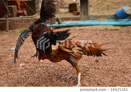 柬埔寨Stantrene雞 18425161