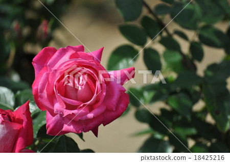 Small Seika 18425216