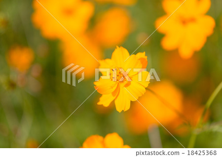 黃波斯菊 黃波斯菊 18425368