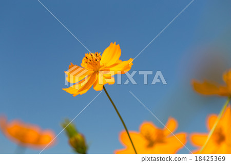 黃波斯菊 黃波斯菊 18425369