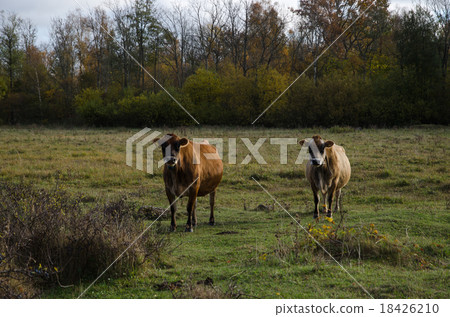 Watching cattle 18426210