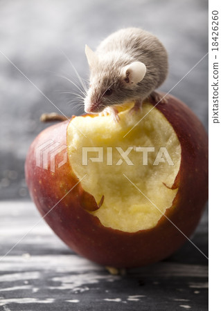 Mouse and apple, rural vivid colorful theme 18426260