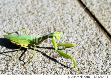Mantis Mantis 18426381