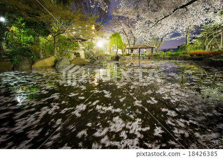 Cherry Blossoms Cherry Blossoms 18426385