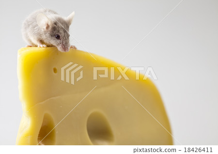 Little animal, mouse, rural vivid colorful theme 18426411