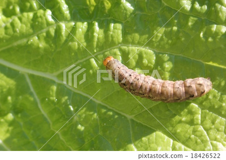 Caterpillar larvae that eat Chinese cabbage. 02 18426522