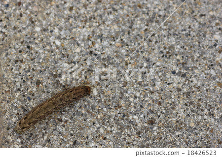 Caterpillar larvae 01 18426523