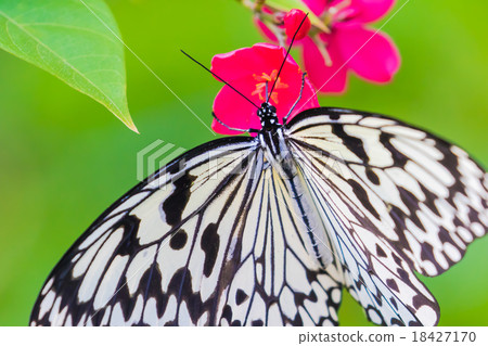 桑當斯卡和扇貝的花朵 18427170