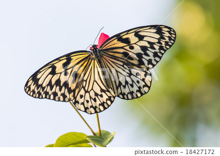 桑當斯卡和扇貝的花朵 18427172