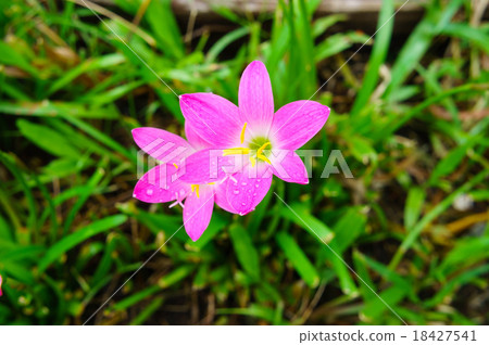 Pink lily rain lily flower Pink lily rain lily flower 18427541