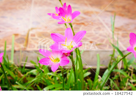 Pink lily rain lily flower 18427542