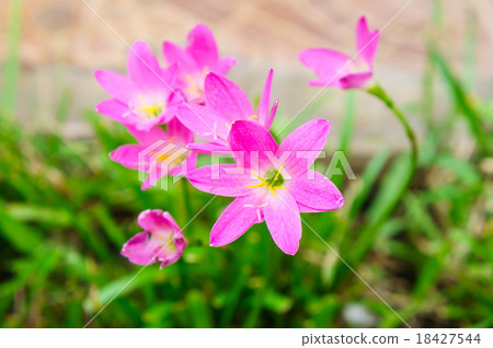 Pink lily rain lily flower 18427544