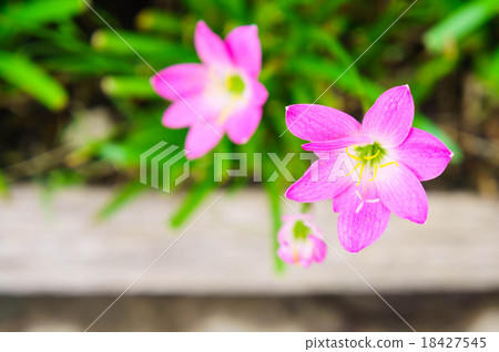 Pink lily rain lily flower 18427545