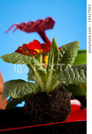 Garden plant, vivid bright springtime concept 18427663