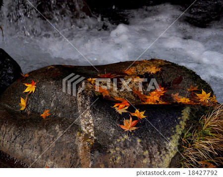 秋天的樹葉 18427792